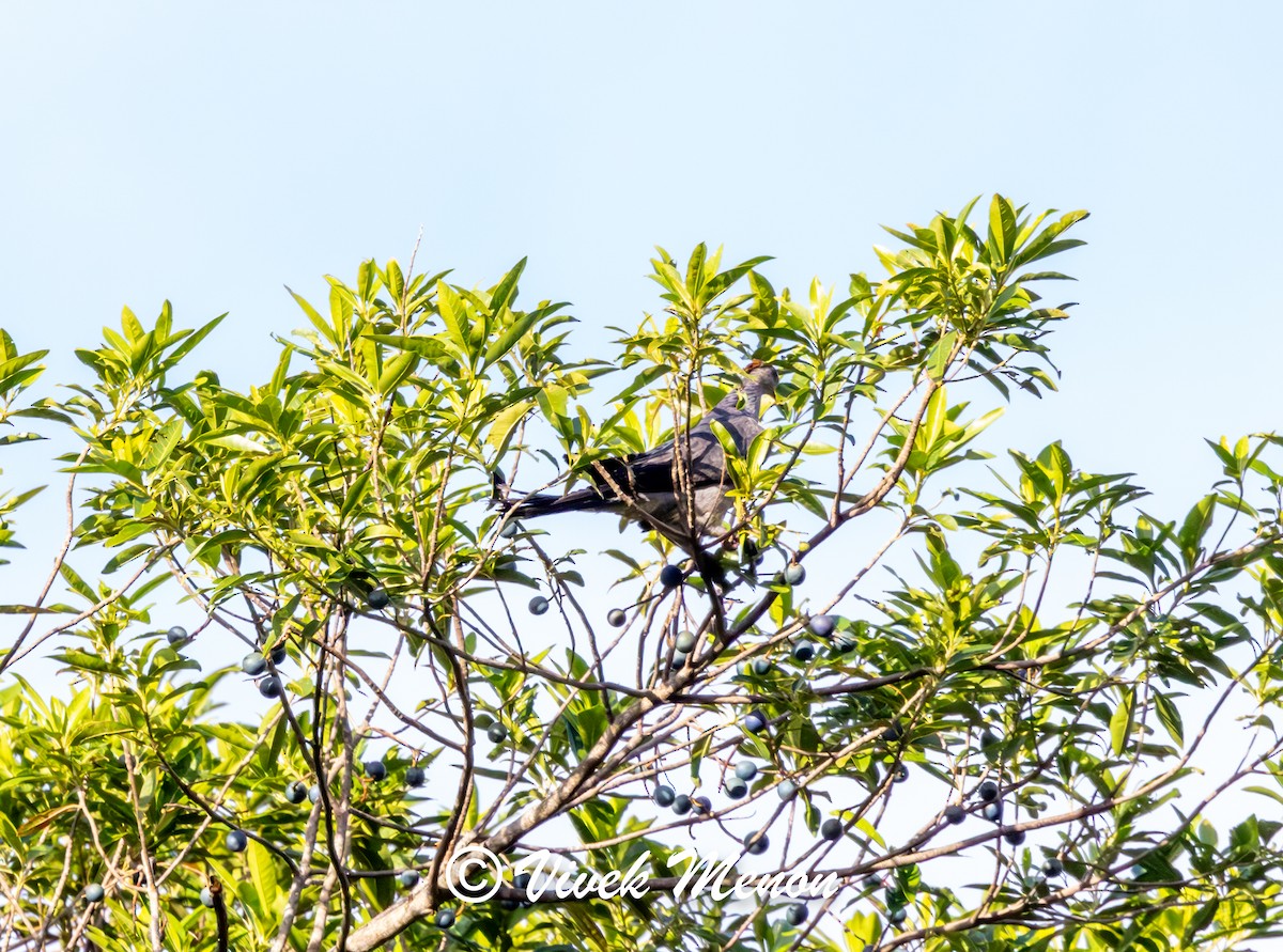 Topknot Pigeon - ML640758789