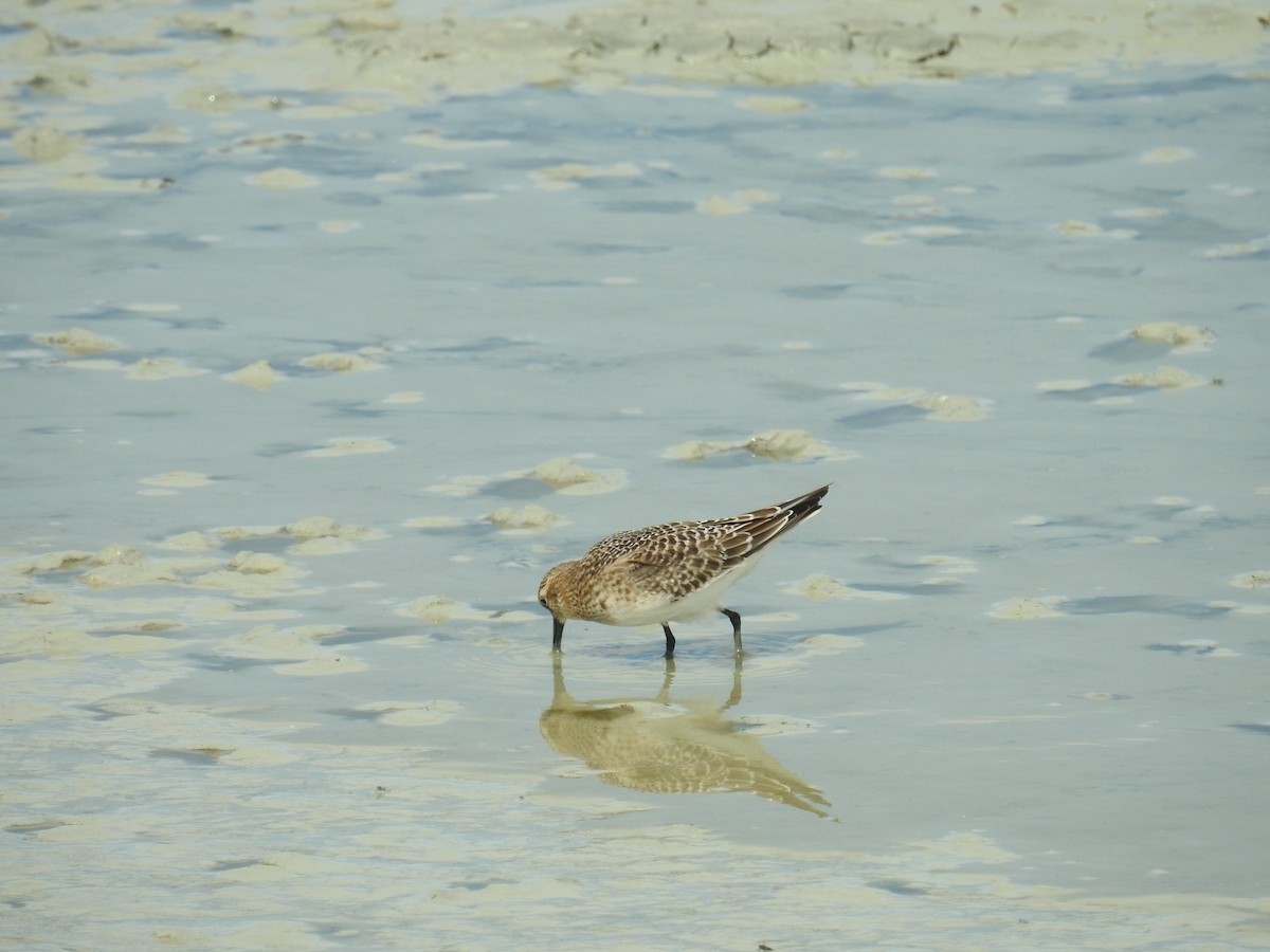 Байрдийн элсэг - ML640758803