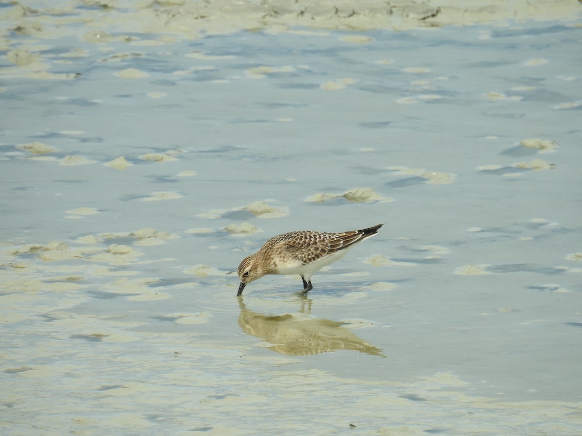 Байрдийн элсэг - ML640758805