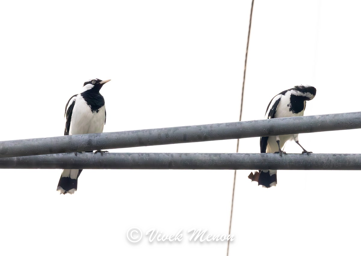 Magpie-lark - ML640758809