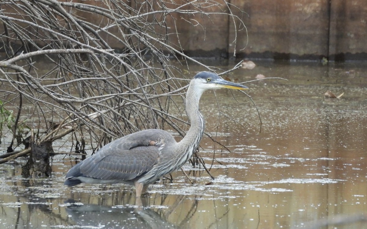 Great Blue Heron - ML640758818