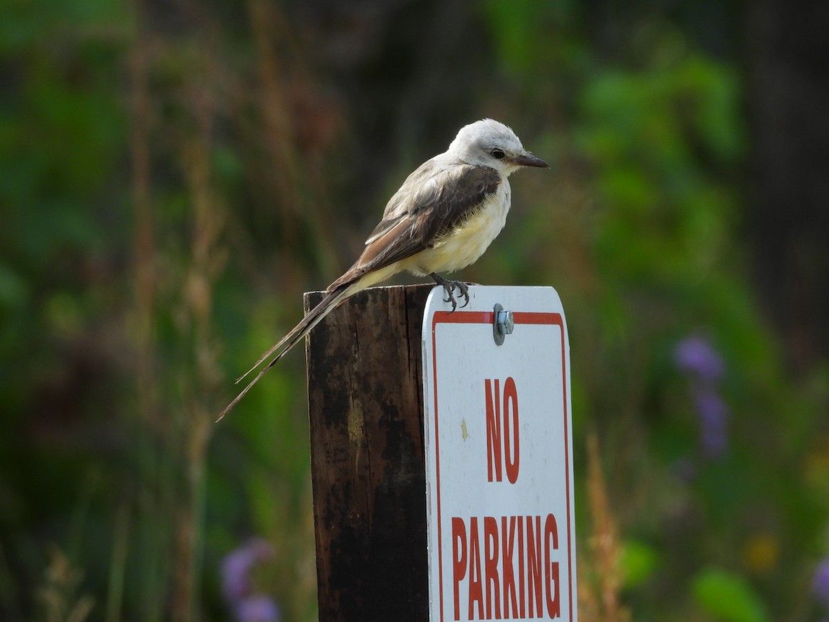 Scissor-tailed Flycatcher - ML640758826