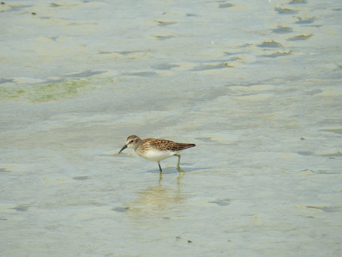 Least Sandpiper - ML640758830