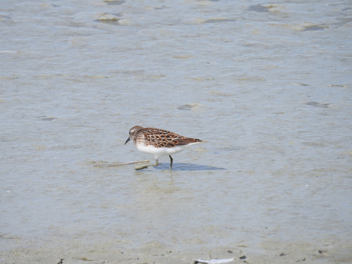 Least Sandpiper - ML640758831