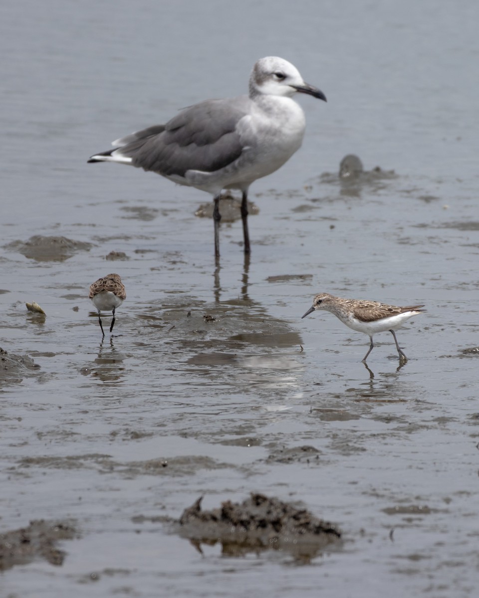 Semipalmated Sandpiper - ML640758890