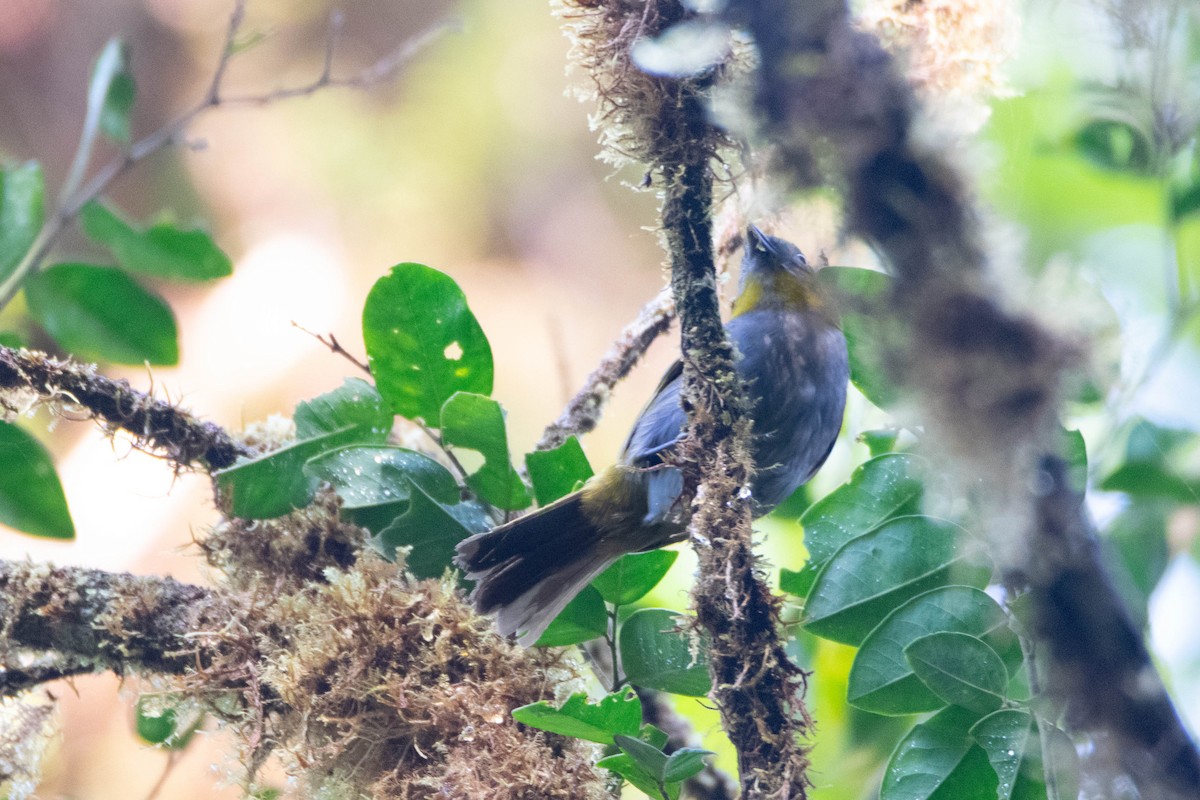 Yellow-throated Chlorospingus - ML640758902