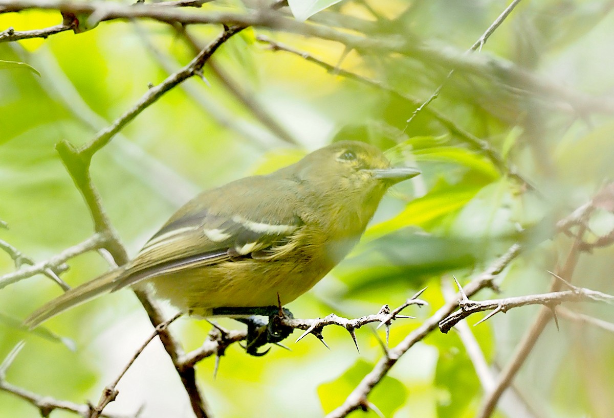 arawakvireo - ML640758923