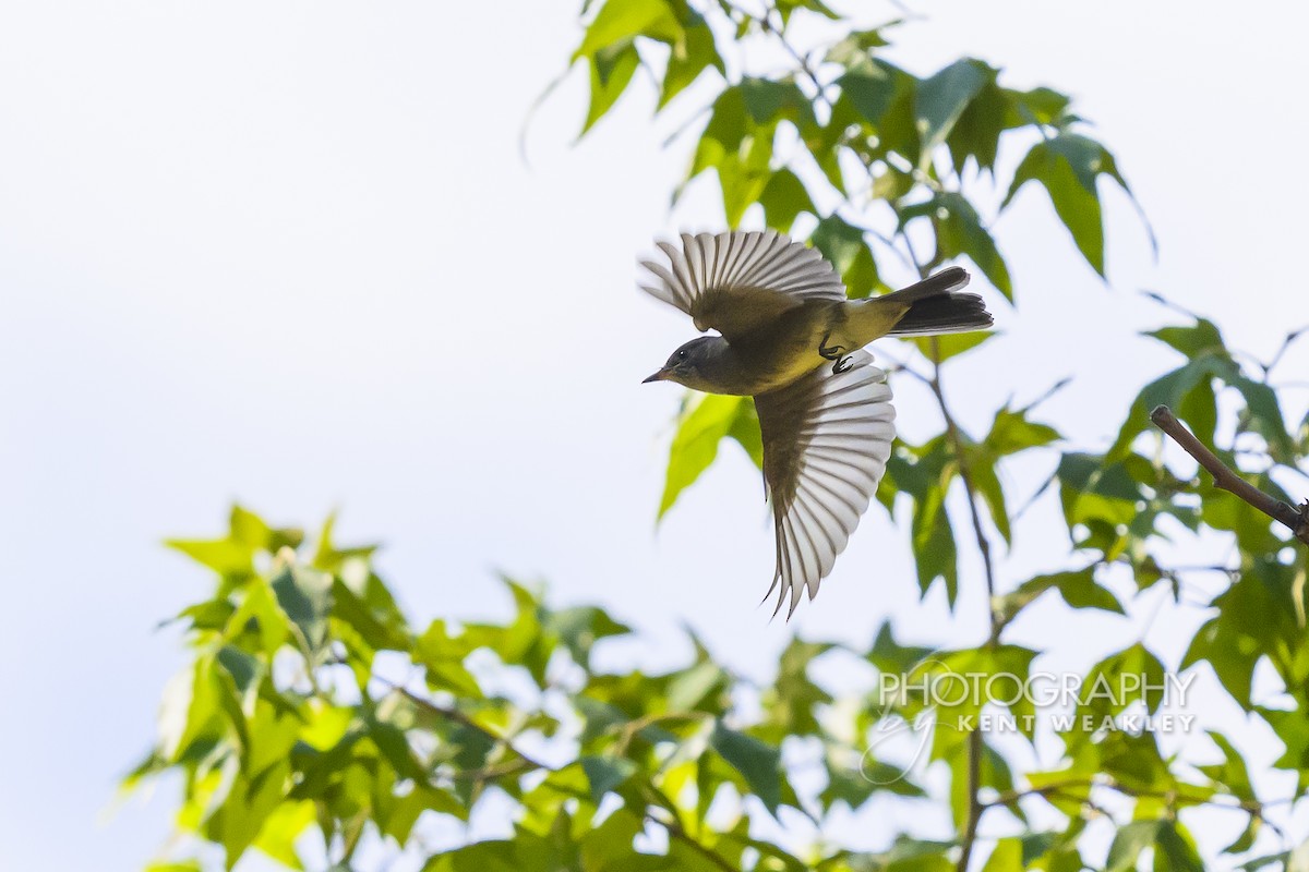 Olive-sided Flycatcher - ML640758930