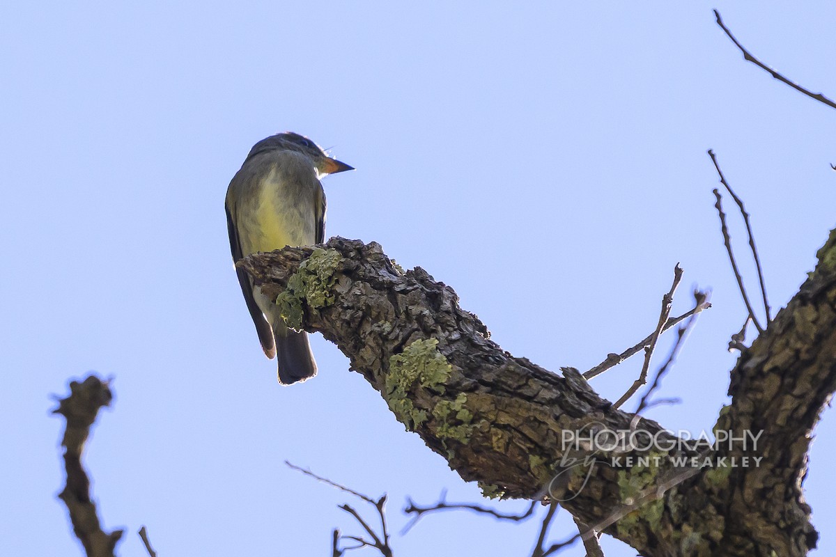 Olive-sided Flycatcher - ML640758931