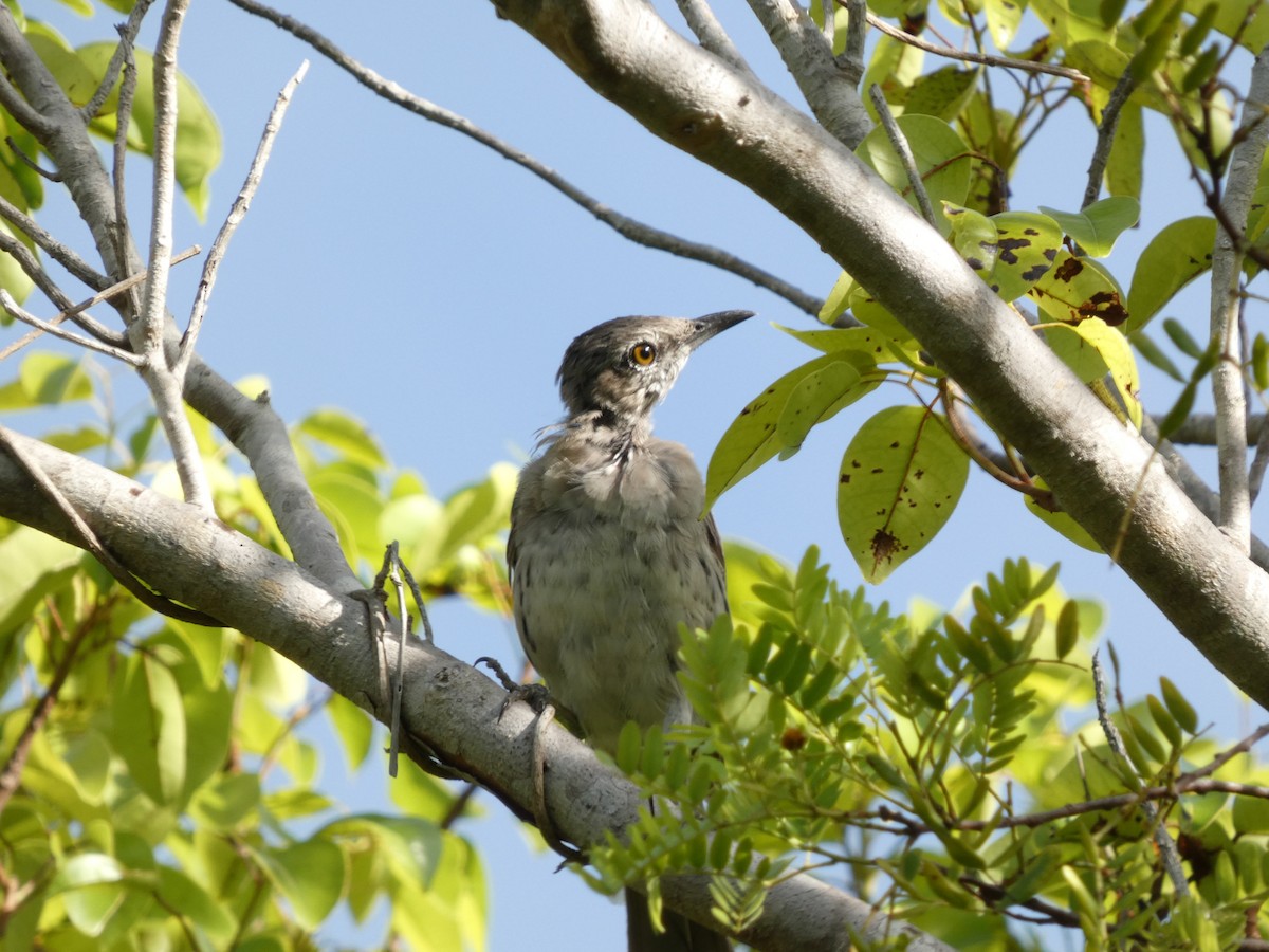 bahamasspottefugl - ML640759001