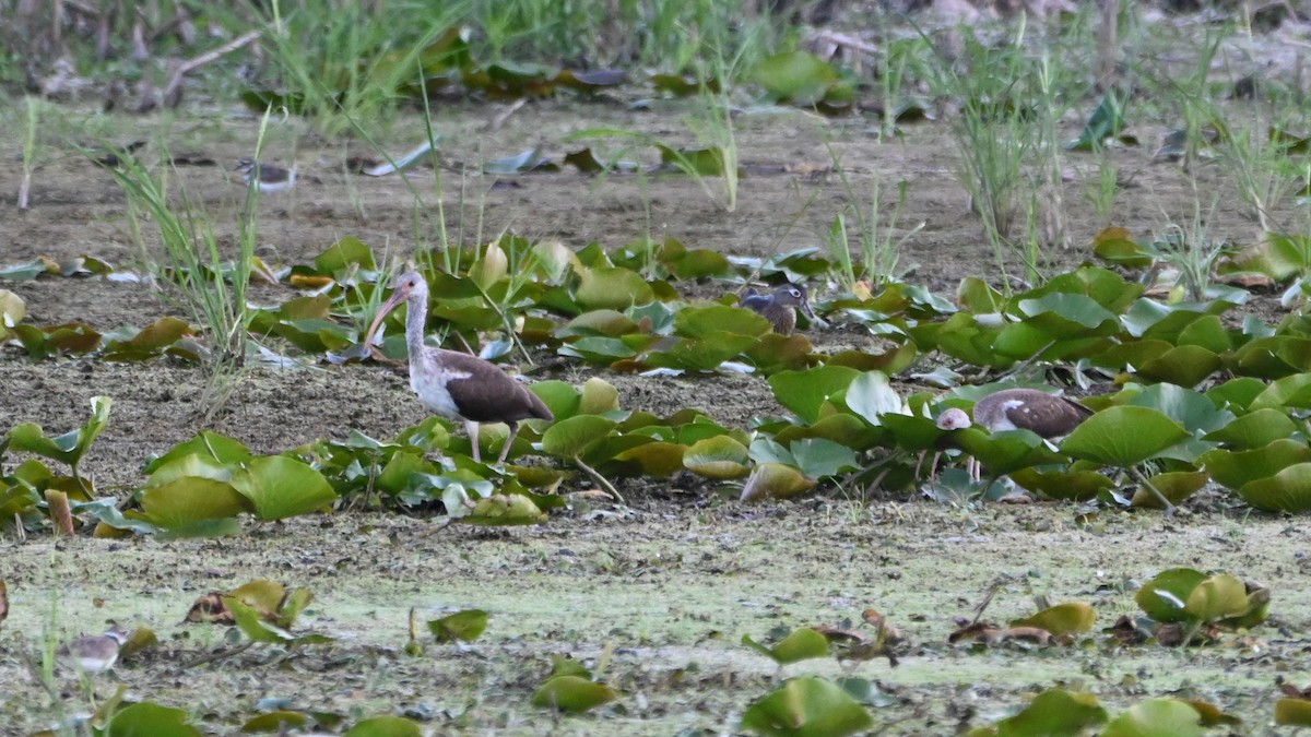 White Ibis - ML640759013