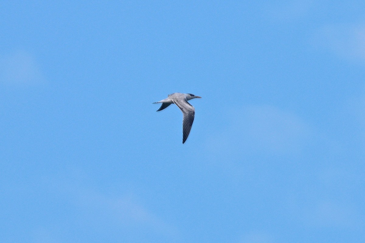 Royal Tern - ML640759019