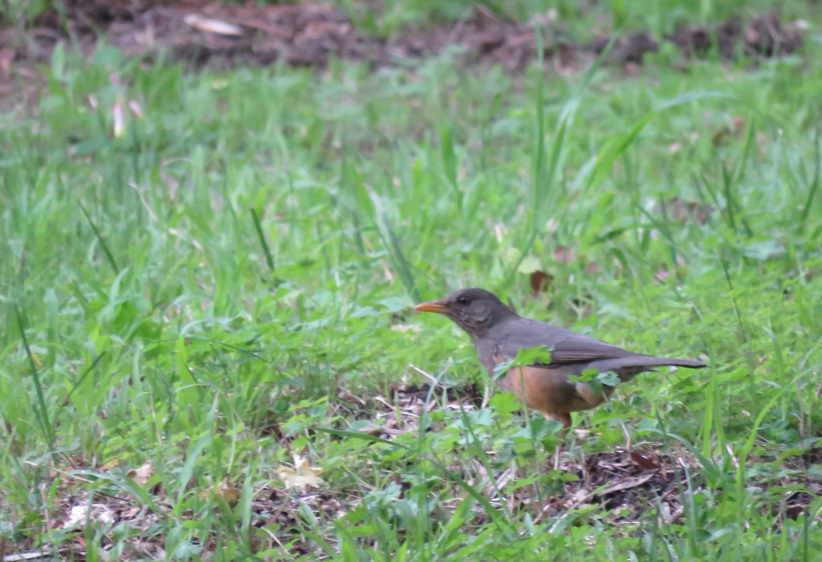 Olive Thrush - ML640759064