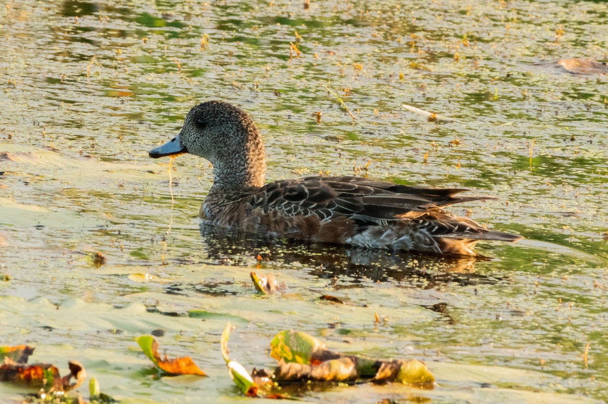 American Wigeon - ML640759080