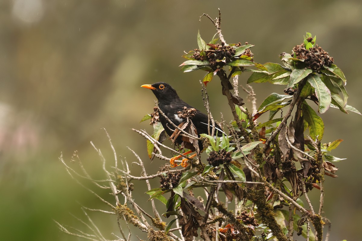 Glossy-black Thrush - ML640759099