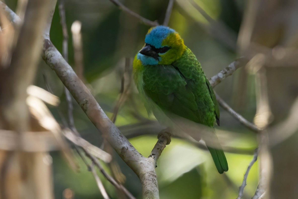Golden-naped Barbet - ML640759176