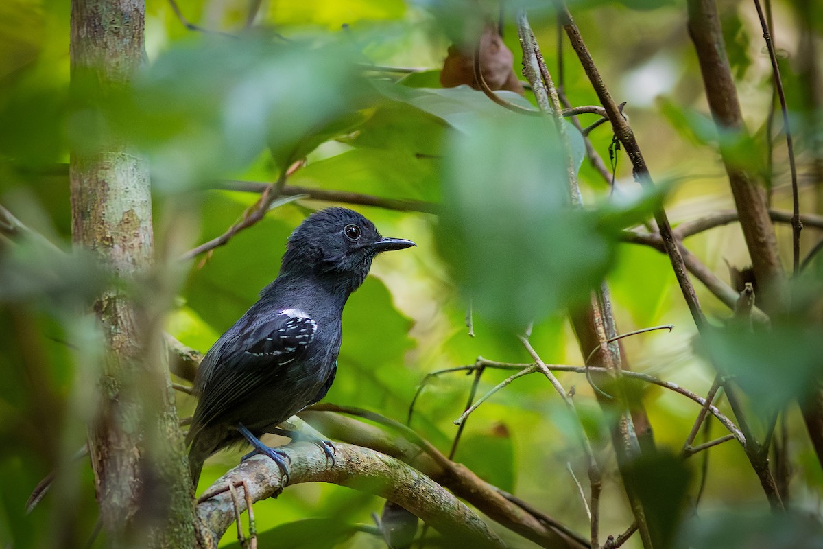 Plumbeous Antvireo - ML640759188