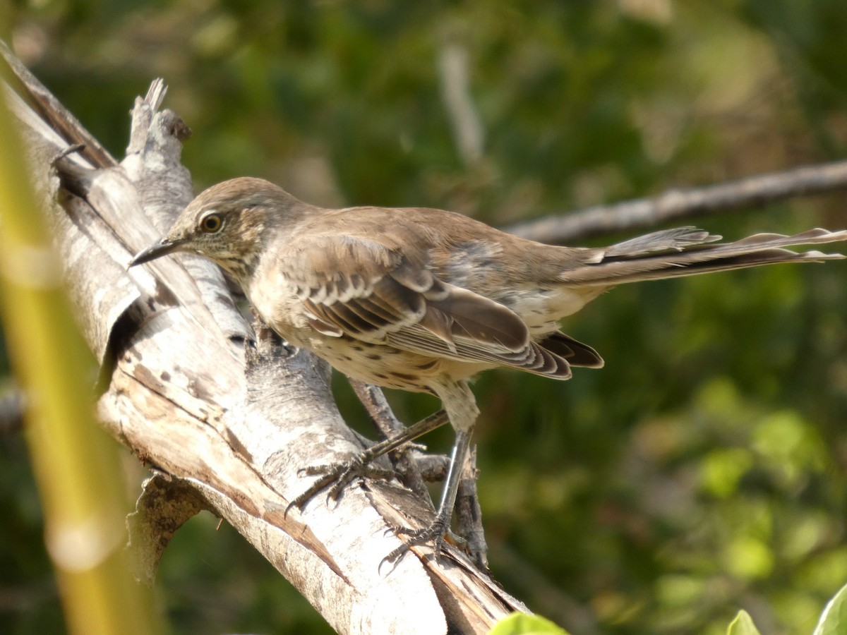 bahamasspottefugl - ML640759203