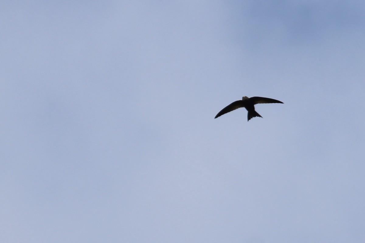 African Swift (African) - ML640759224