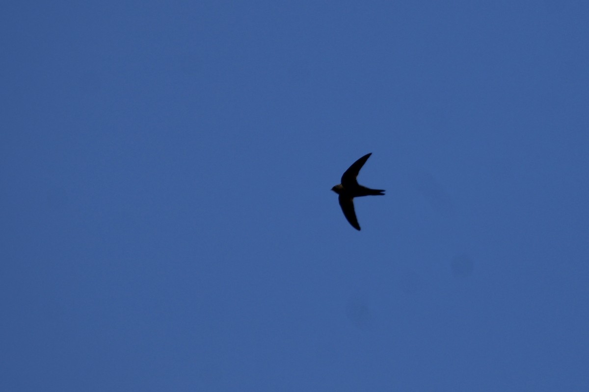 African Swift (African) - ML640759225