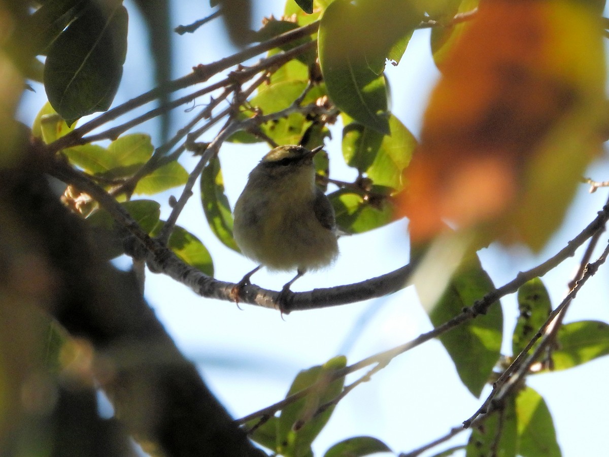 Tickell's Leaf Warbler - ML640759259