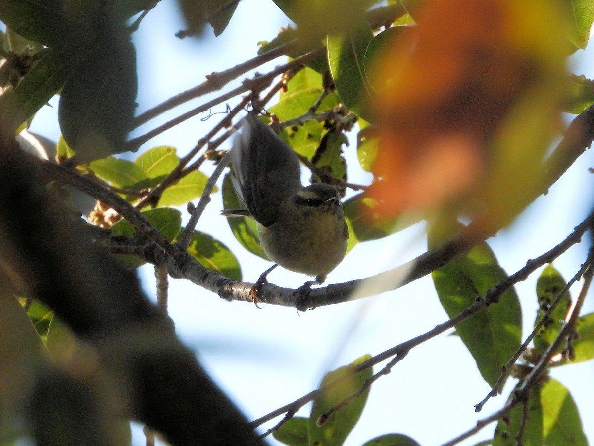 Tickell's Leaf Warbler - ML640759261