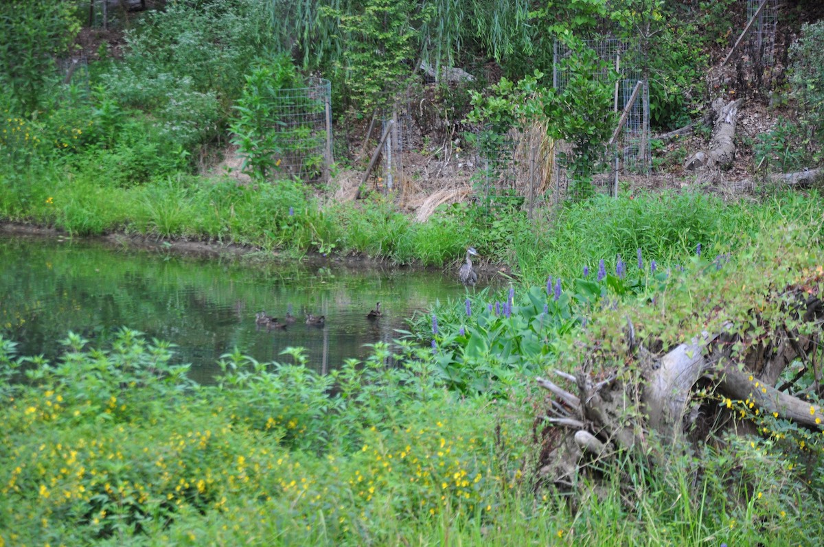 Wood Duck - ML640759278