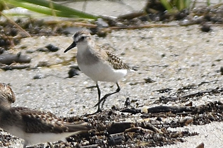 Semipalmated Sandpiper - ML640759289