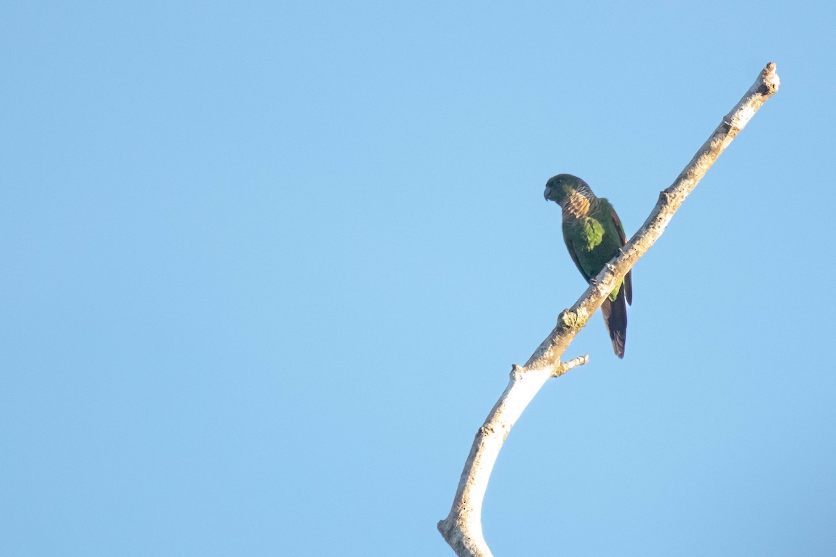 Maroon-tailed Parakeet (Choco) - ML640759349