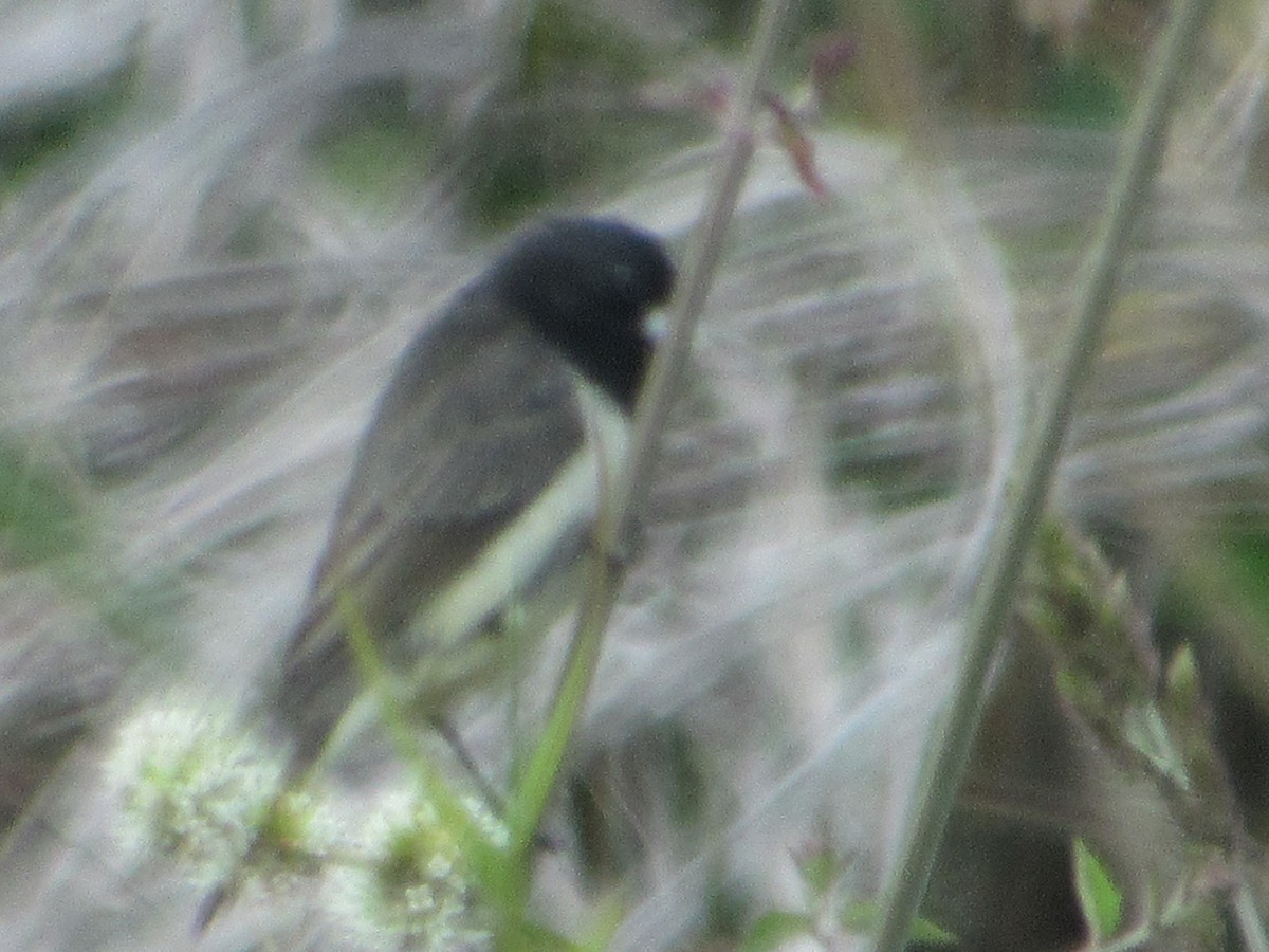Yellow-bellied Seedeater - ML640759351