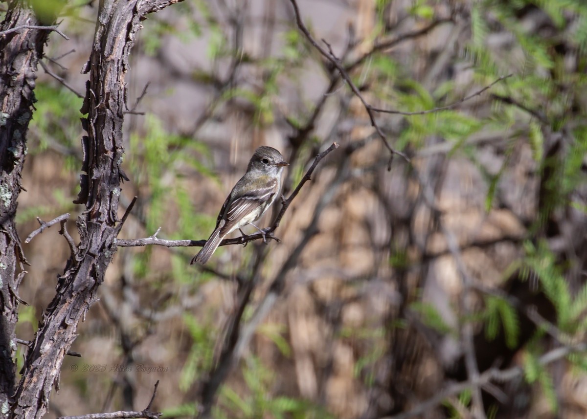 Hammond's/Dusky Flycatcher - ML640759370
