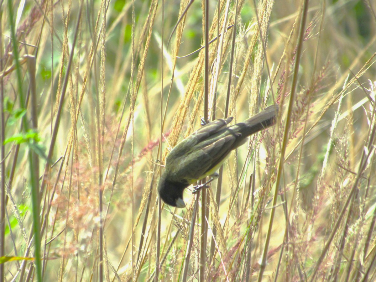 Yellow-bellied Seedeater - ML640759393
