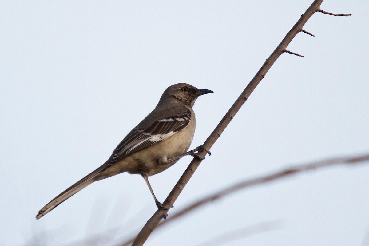 Northern Mockingbird - ML640759403