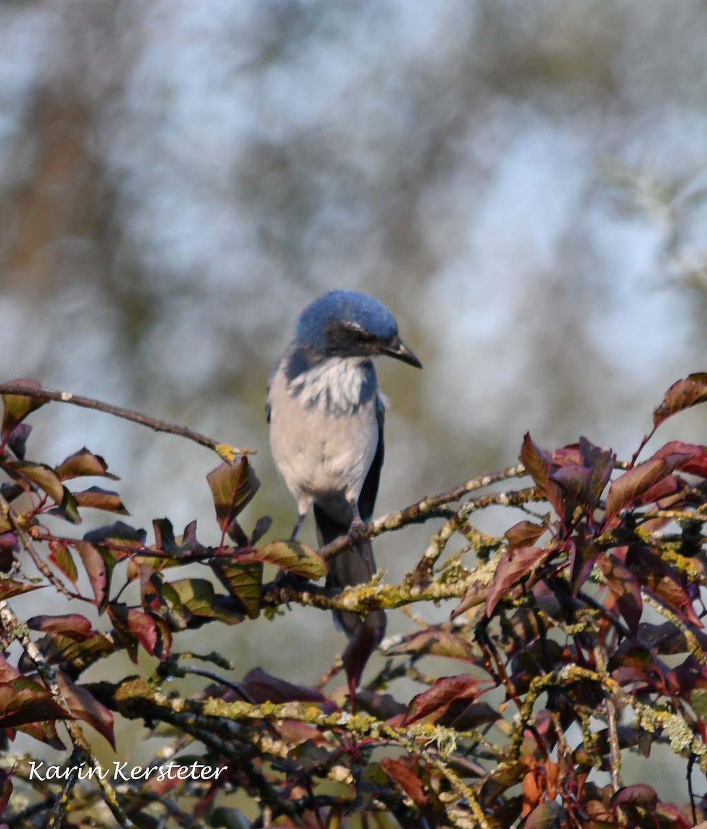 California Scrub-Jay - ML640759405