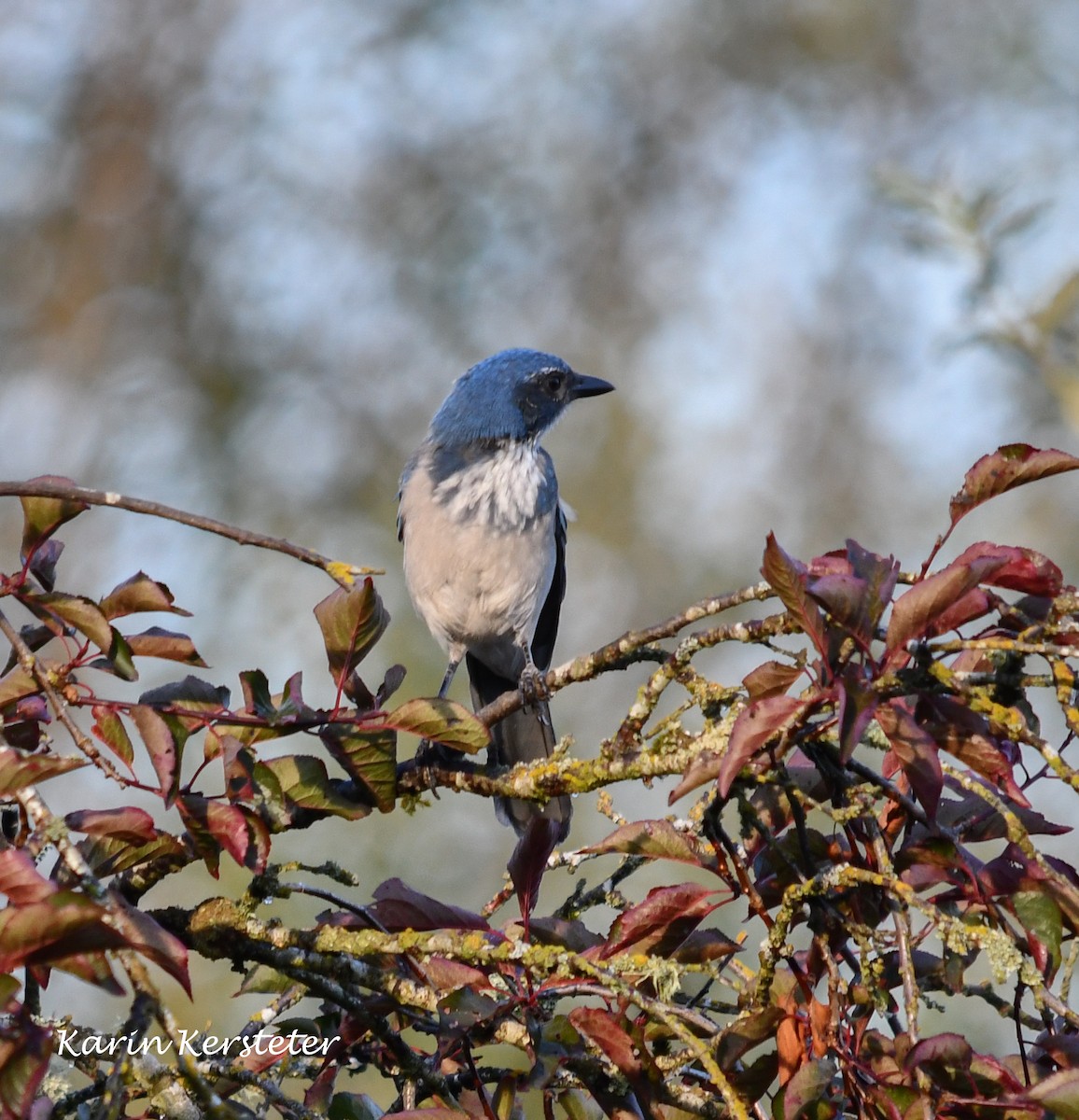 California Scrub-Jay - ML640759406