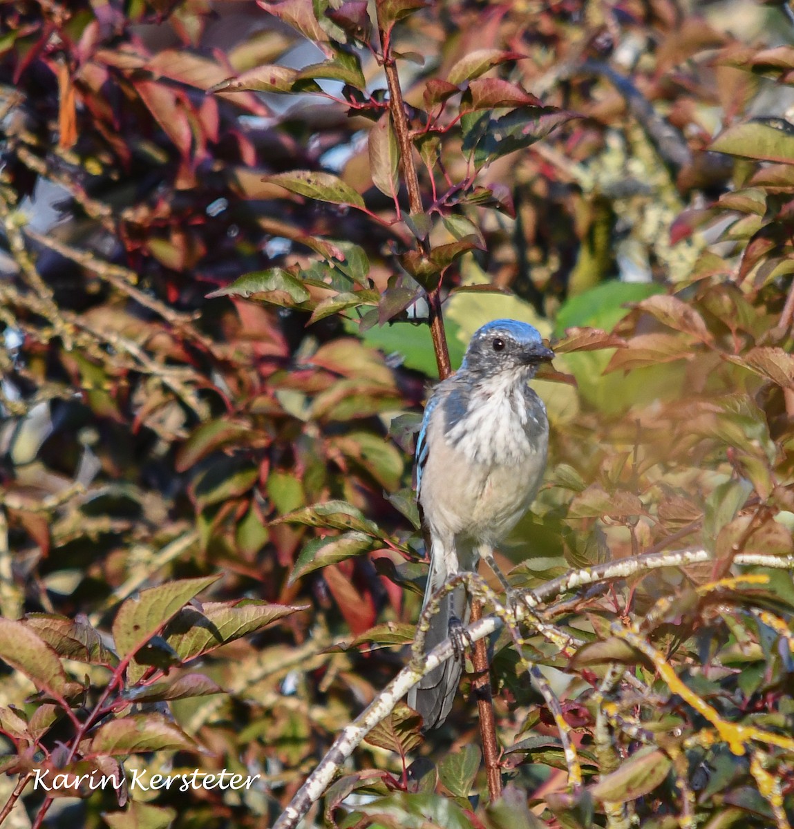California Scrub-Jay - ML640759407