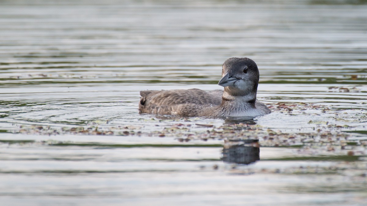 Common Loon - ML640759437