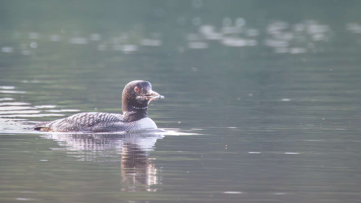 Common Loon - ML640759438