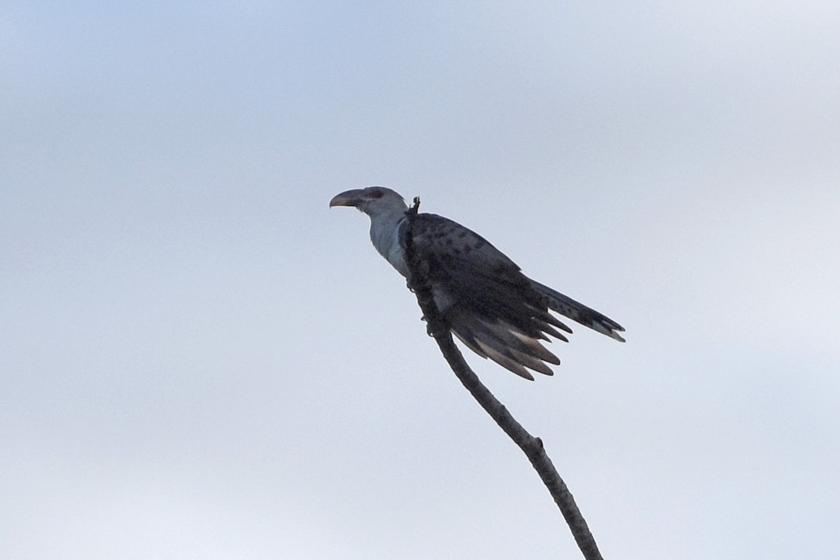 Channel-billed Cuckoo - ML640759478