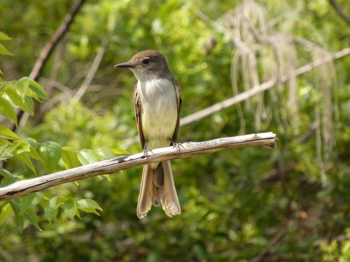 La Sagra's Flycatcher - ML640759488