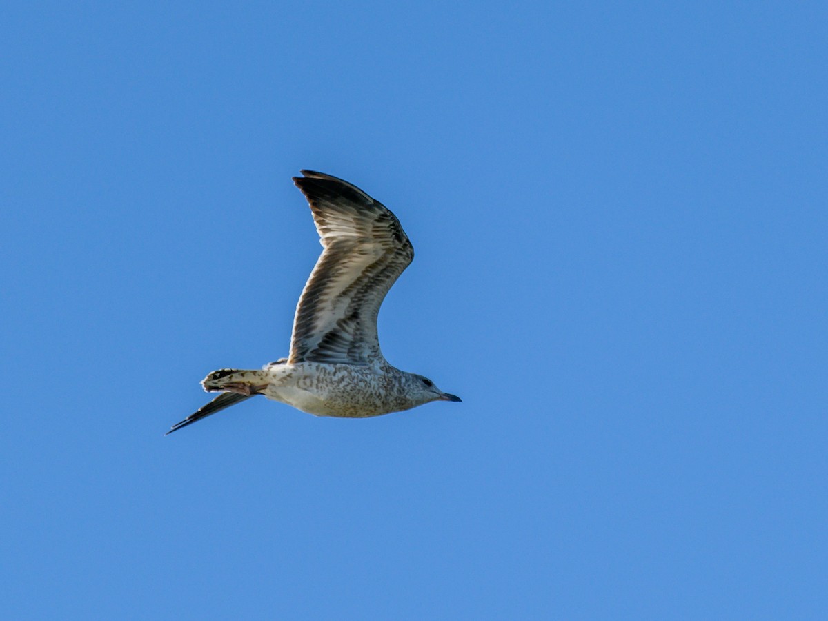 Ring-billed Gull - ML640759549