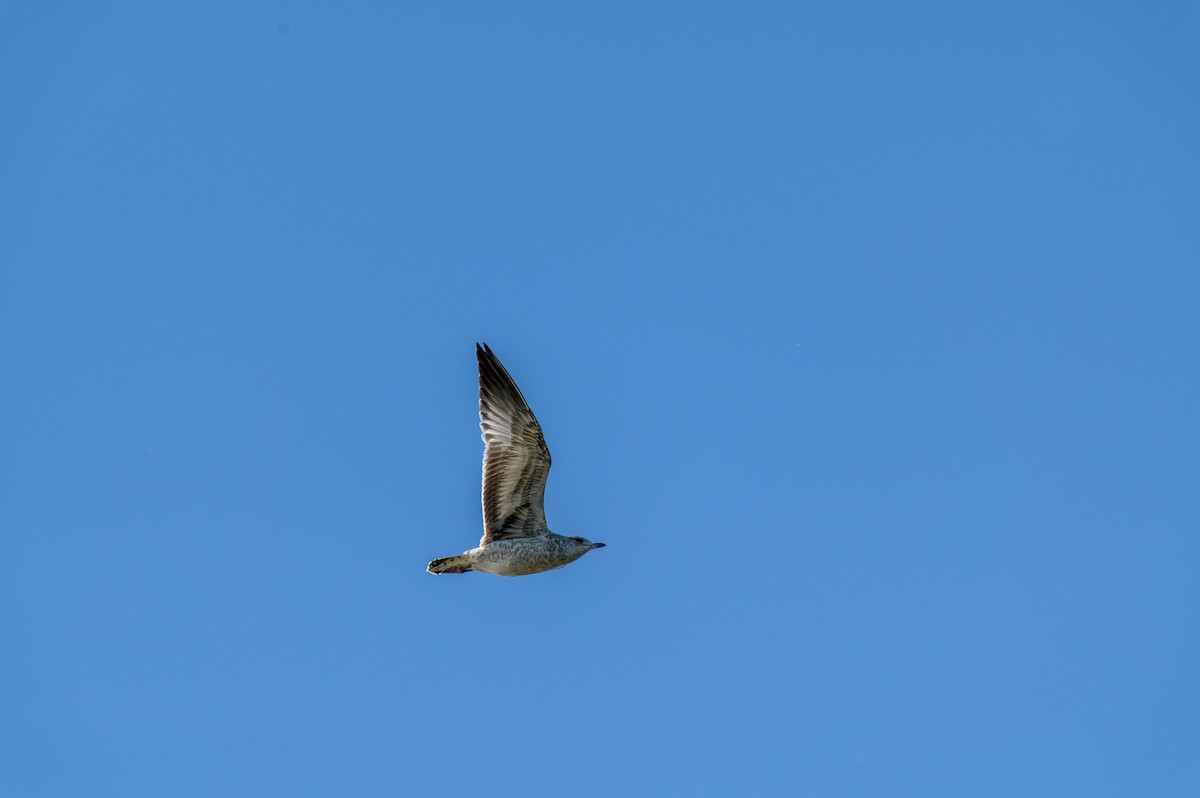 Ring-billed Gull - ML640759552