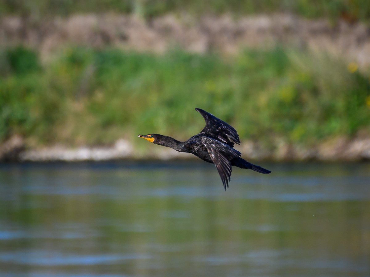 Double-crested Cormorant - ML640759564