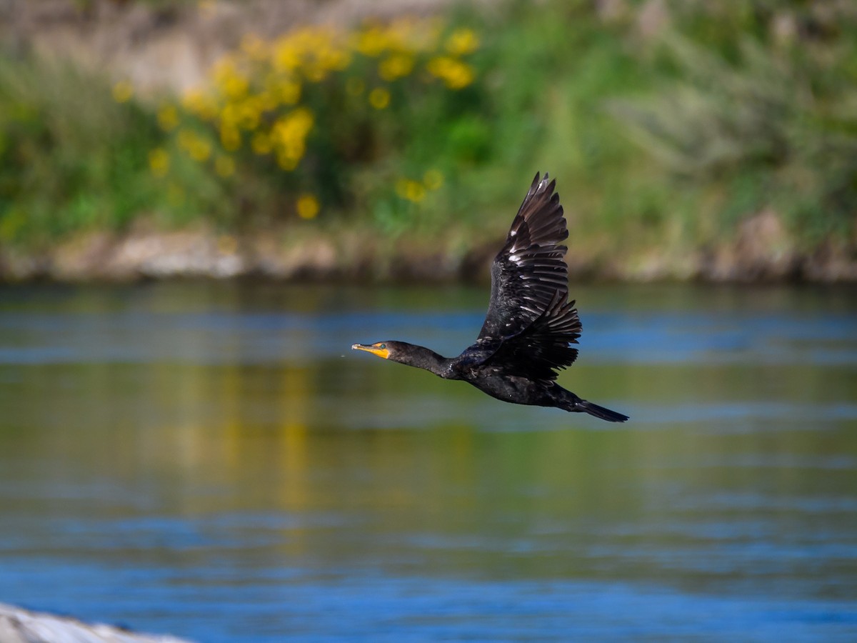 Double-crested Cormorant - ML640759565