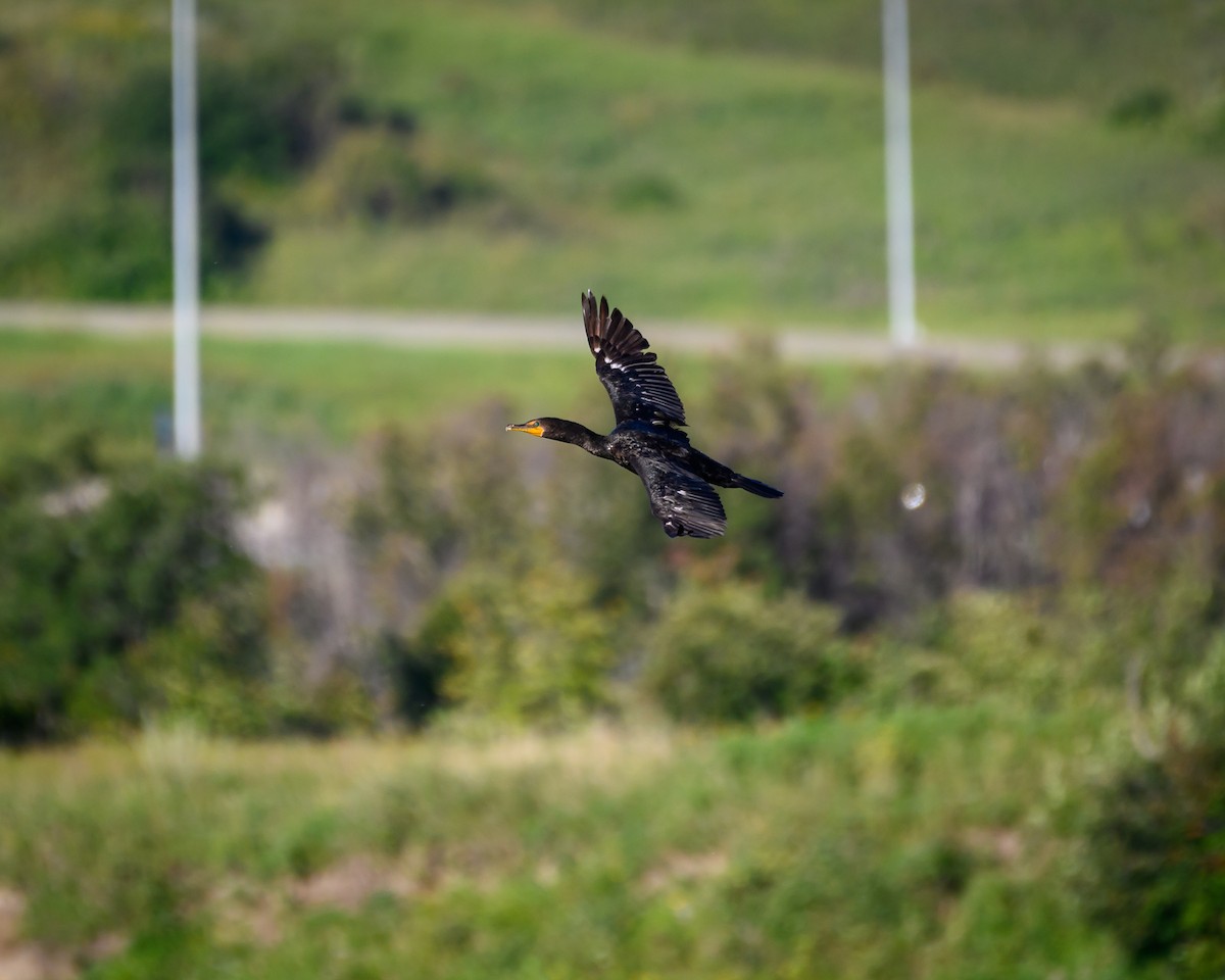 Double-crested Cormorant - ML640759566
