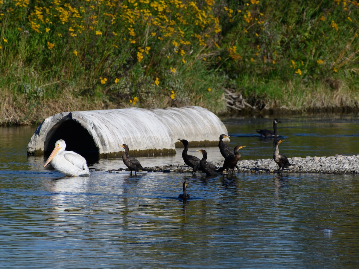 Double-crested Cormorant - ML640759567