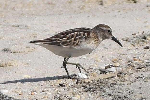 Least Sandpiper - ML640759573
