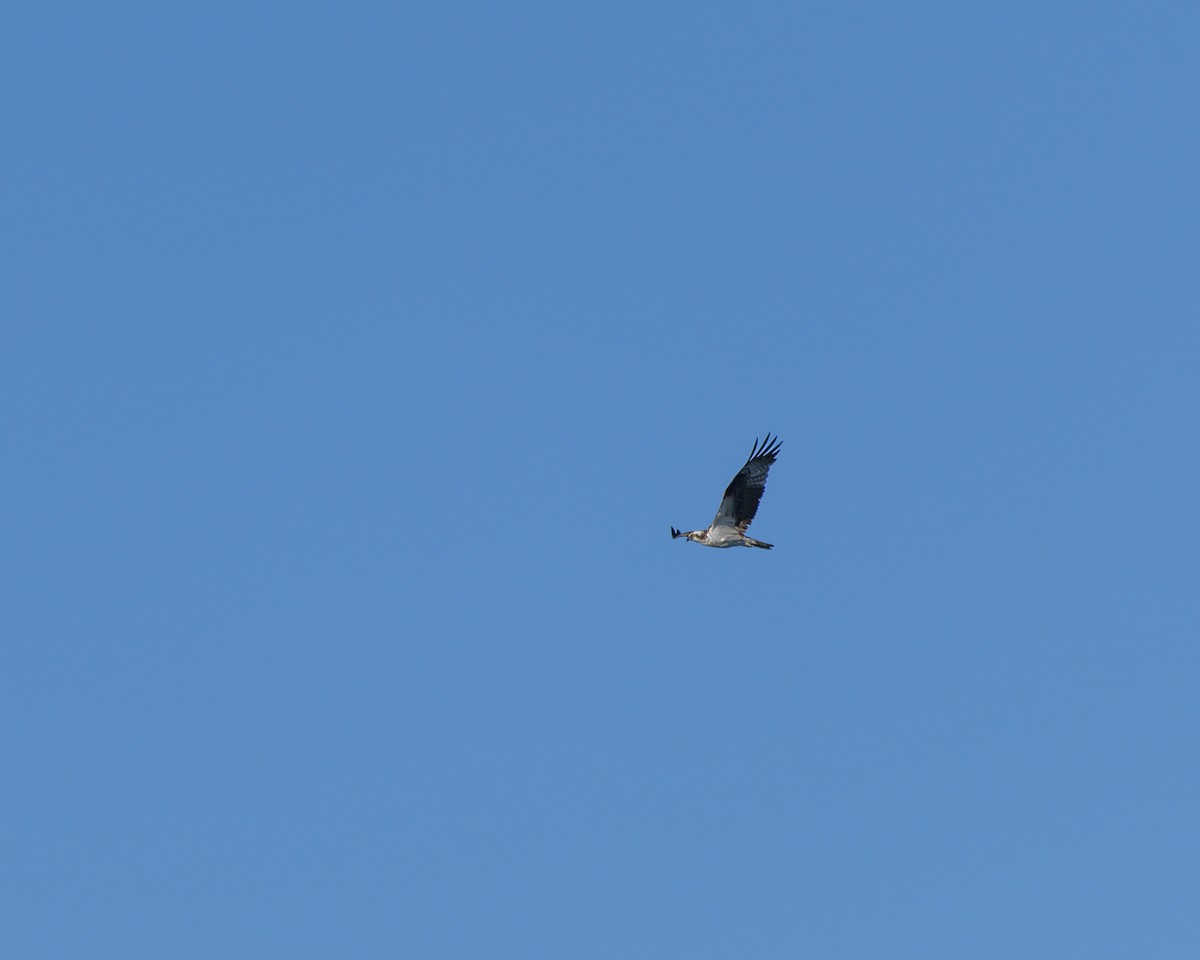 Osprey - ML640759586