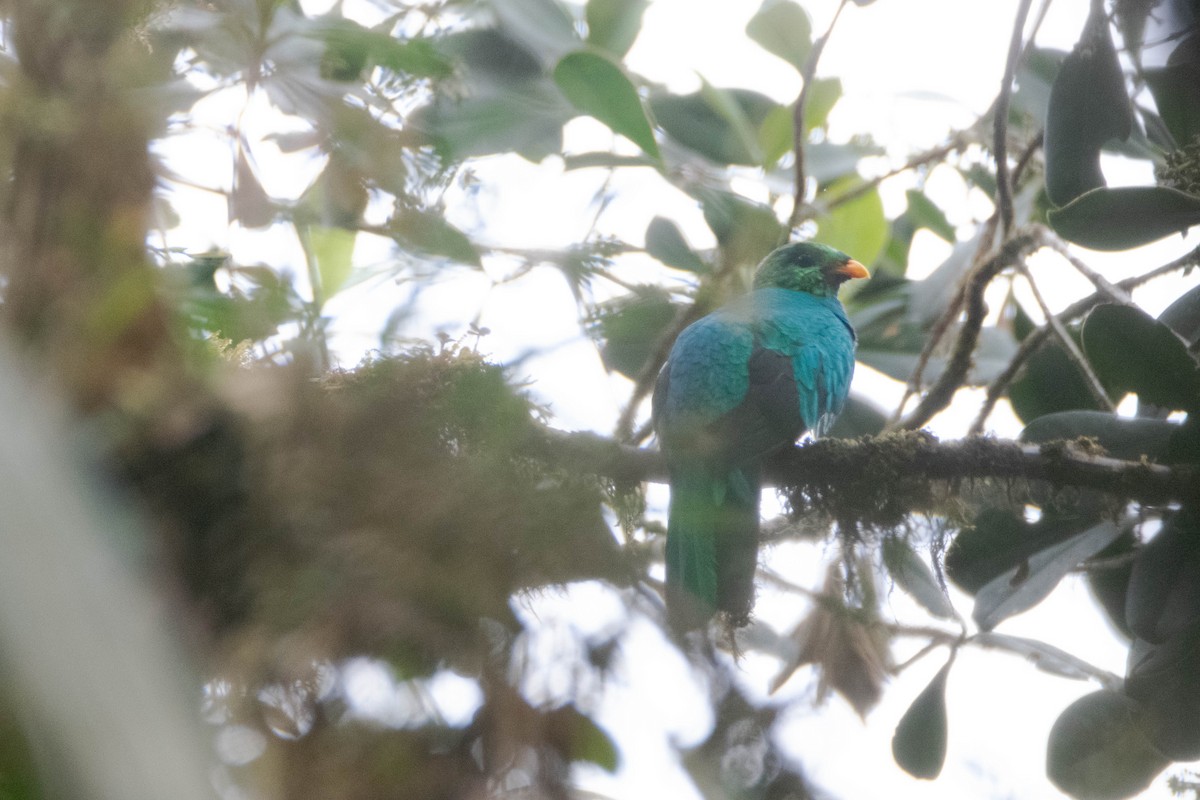 Quetzal doré - ML640759654