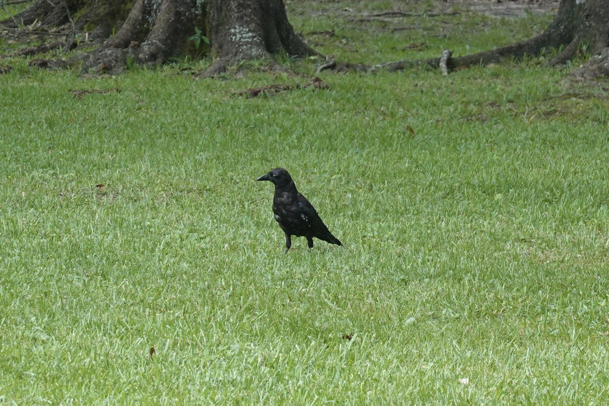 crow sp. - ML640759656